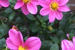 Dahlia-Happy-Single-Juliet