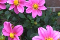Dahlia-Happy-Single-Juliet3