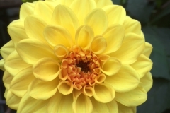 Dahlia-geel