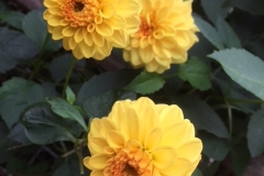 Dahlia-geel6