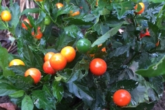 Solanum-Thurino