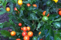 Solanum-Thurino2