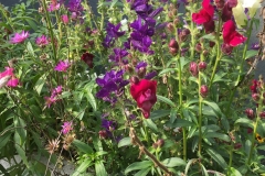 bloemen-kleur