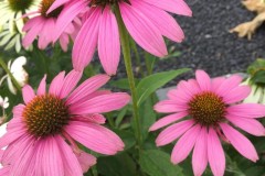 echinacea-met-bij-corne-tuinen