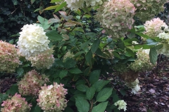 hortensia