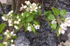 Bloesem-fruit-1-e1501768342141