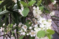 Bloesem-fruit-2-e1501768329617
